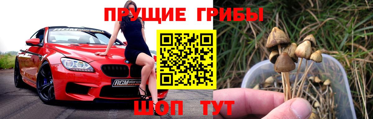 Псилоцибиновые грибы GOLDEN TEACHER  где можно купить наркотик  Славгород  Вход с VPN 
